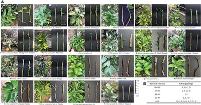 Highly efficient hairy root genetic transformation and applications in citrus